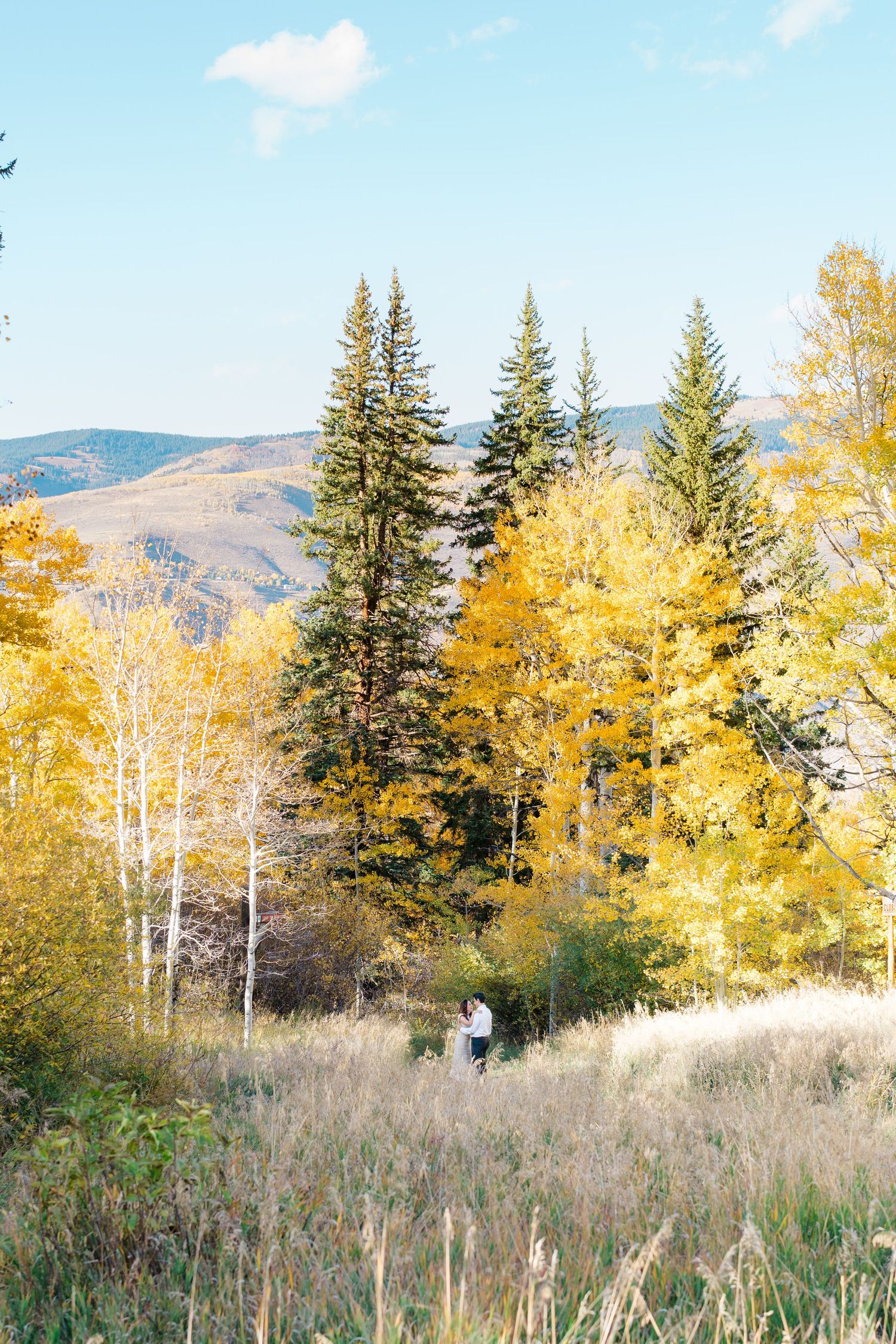 Scenic autumn landscape with golden aspen trees, evergreen pines and rolling mountains in the background.
