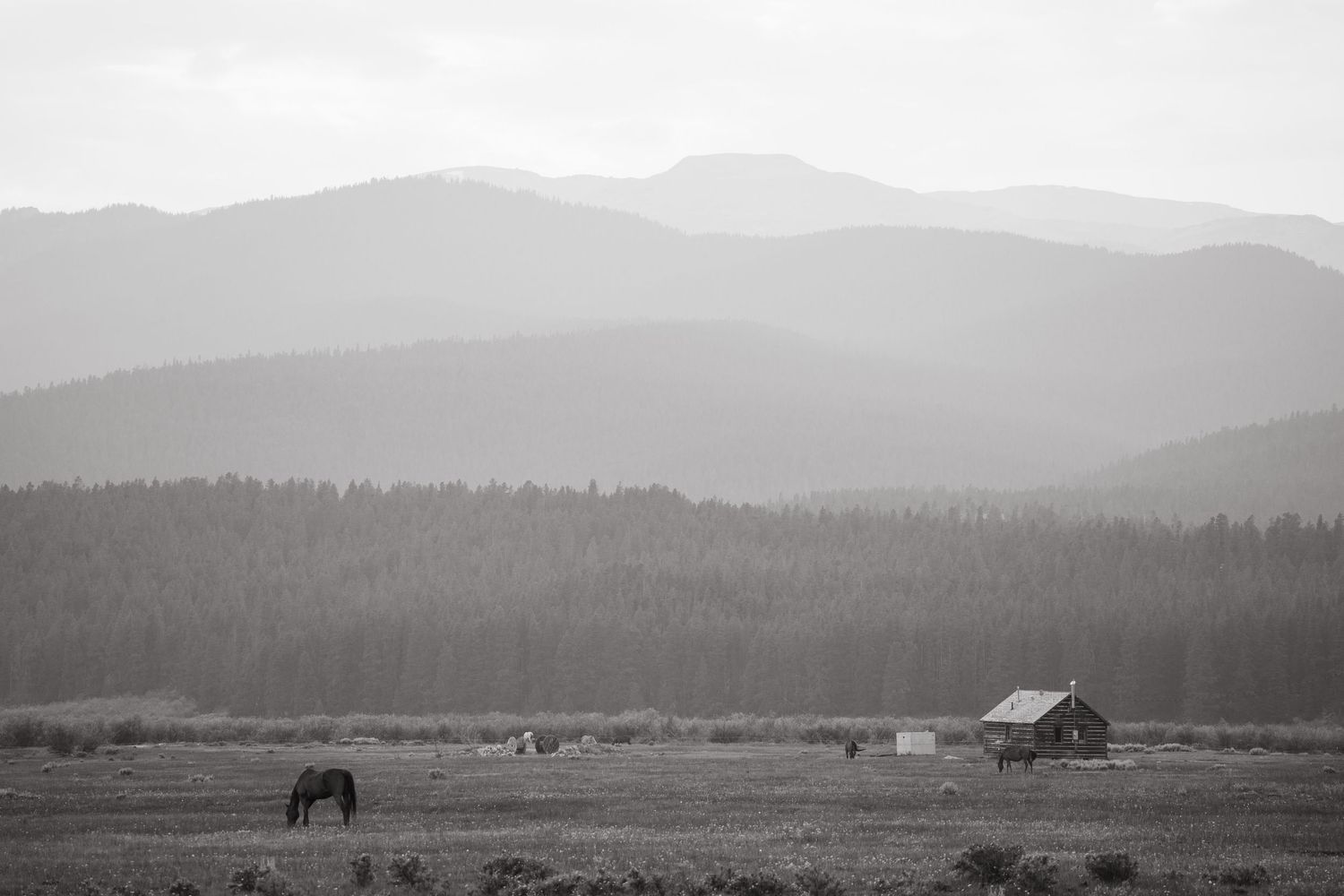 Black and white landscape with horses grazing near mountain cabin.