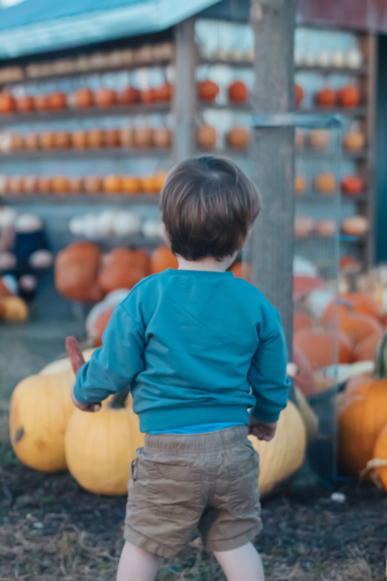 A small child in a teal sweater and brown pants explores a pumpkin patch with orange gourds in the background.
