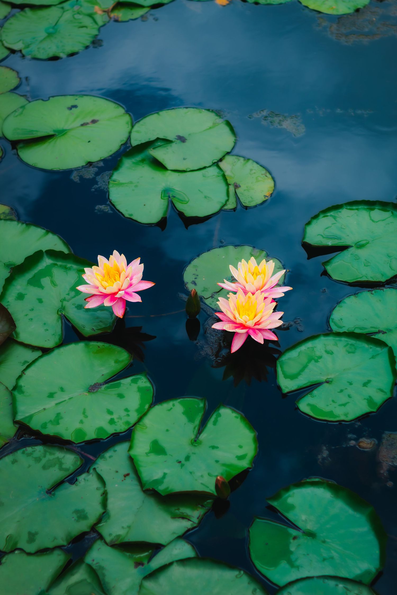 Three pink and yellow water lily flowers bloom among green lily pads on a calm blue pond.