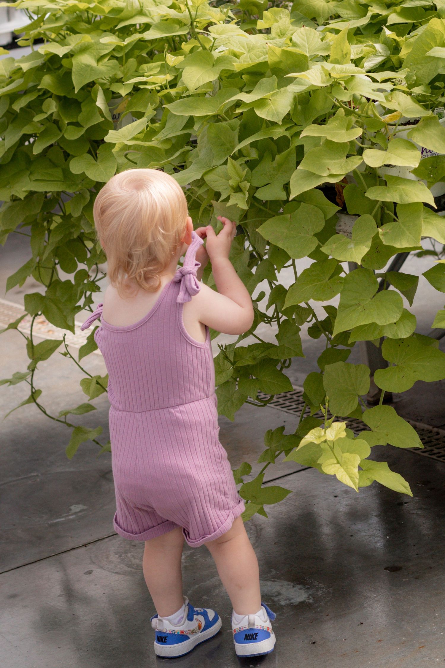 Toddler girl in pink romper reaching up to touch green leaves on a plant indoors.