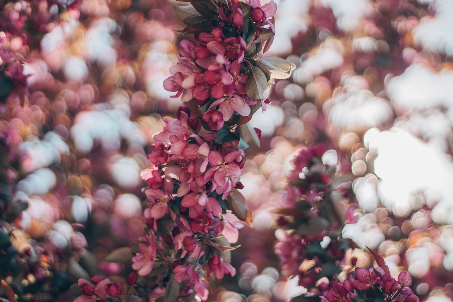 Close-up of vibrant pink spring blossoms with soft bokeh background effect.