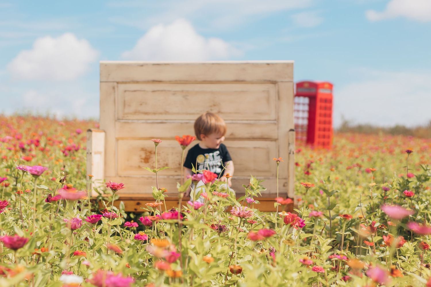 Vintage wooden crates displayed in a blooming pink zinnia flower field with a red British phone booth in the background.