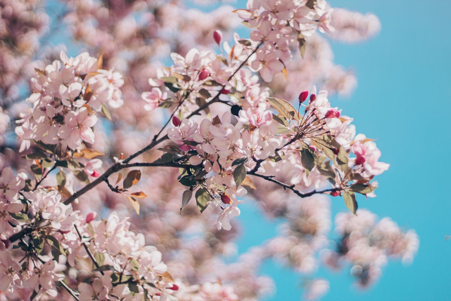 Cherry blossom branches with delicate pink flowers against bright blue sky.