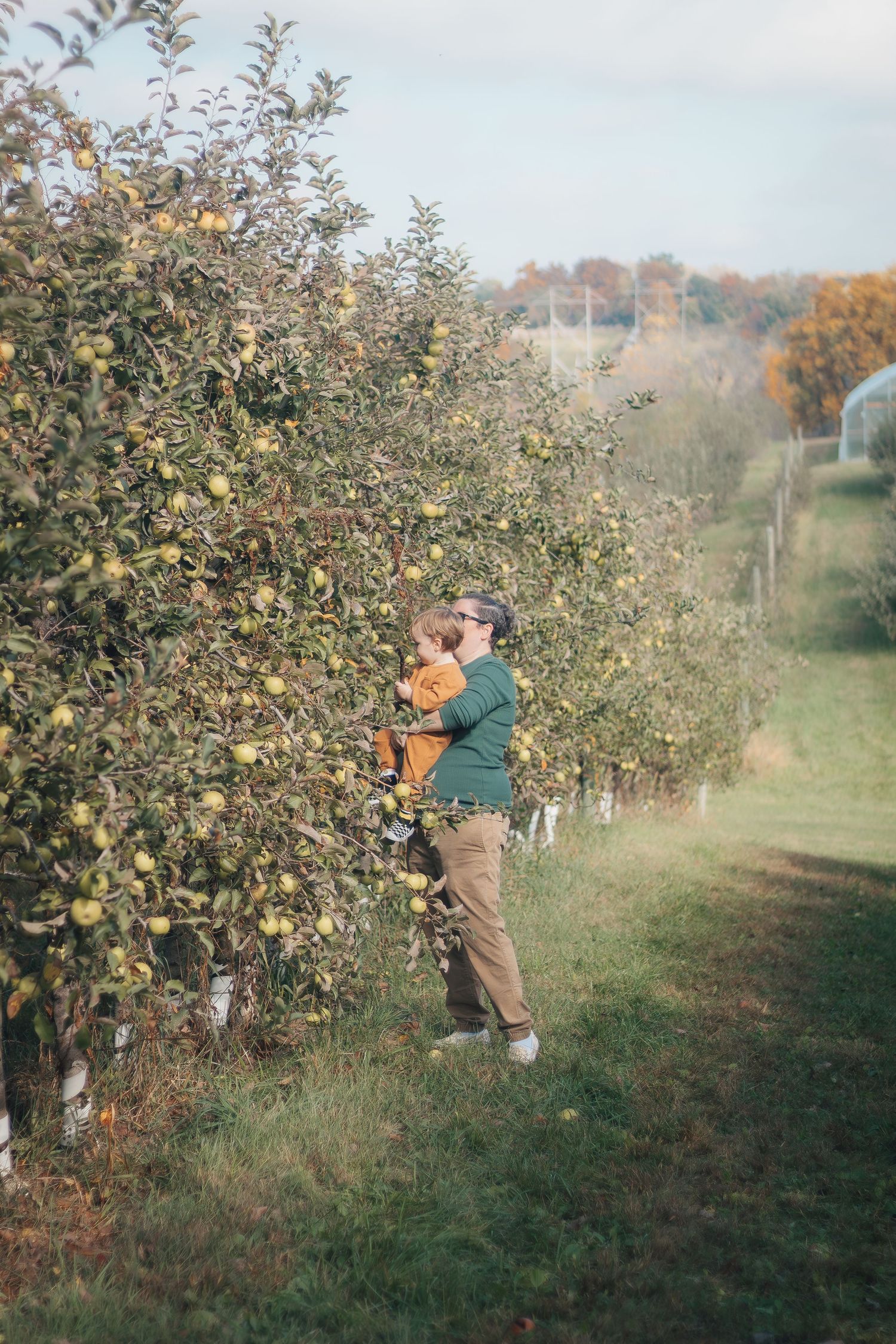 Person in green jacket harvests apples from trees in an autumn orchard on a sunny day.
