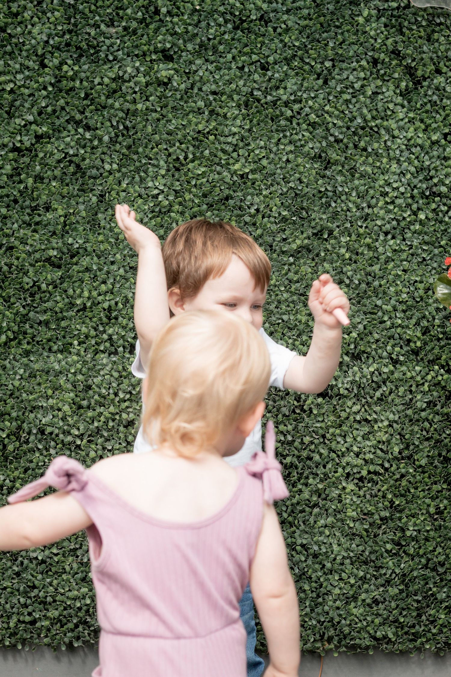 Two toddlers playing in front of a lush green hedge wall outdoors on a sunny day.