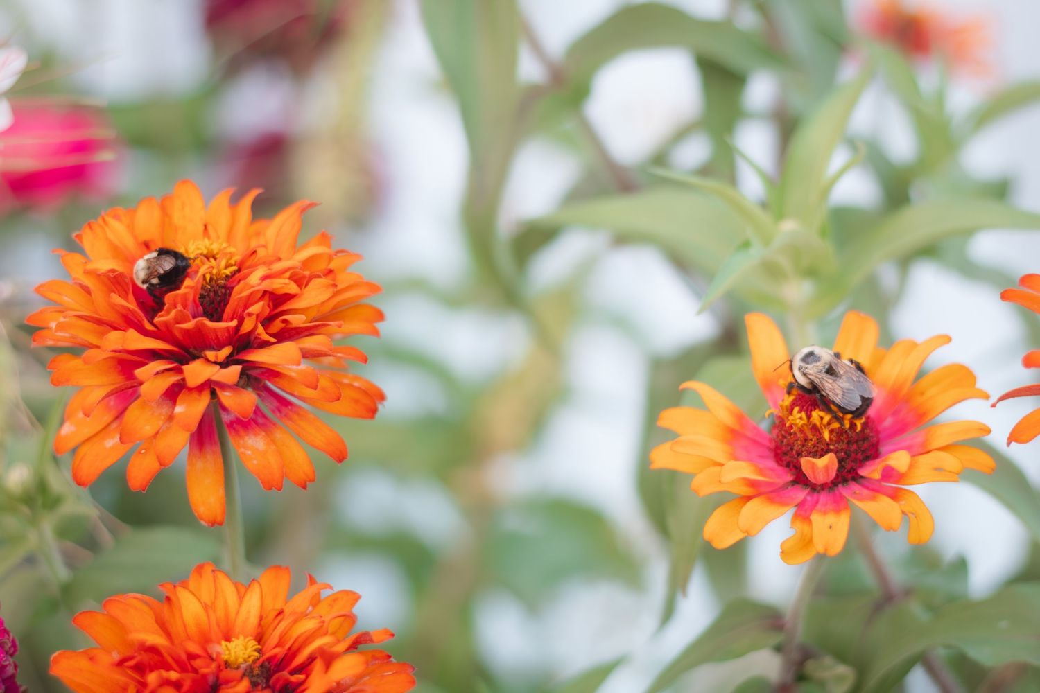 Two bumblebees pollinating vibrant orange zinnia flowers in a lush garden with soft green bokeh background.