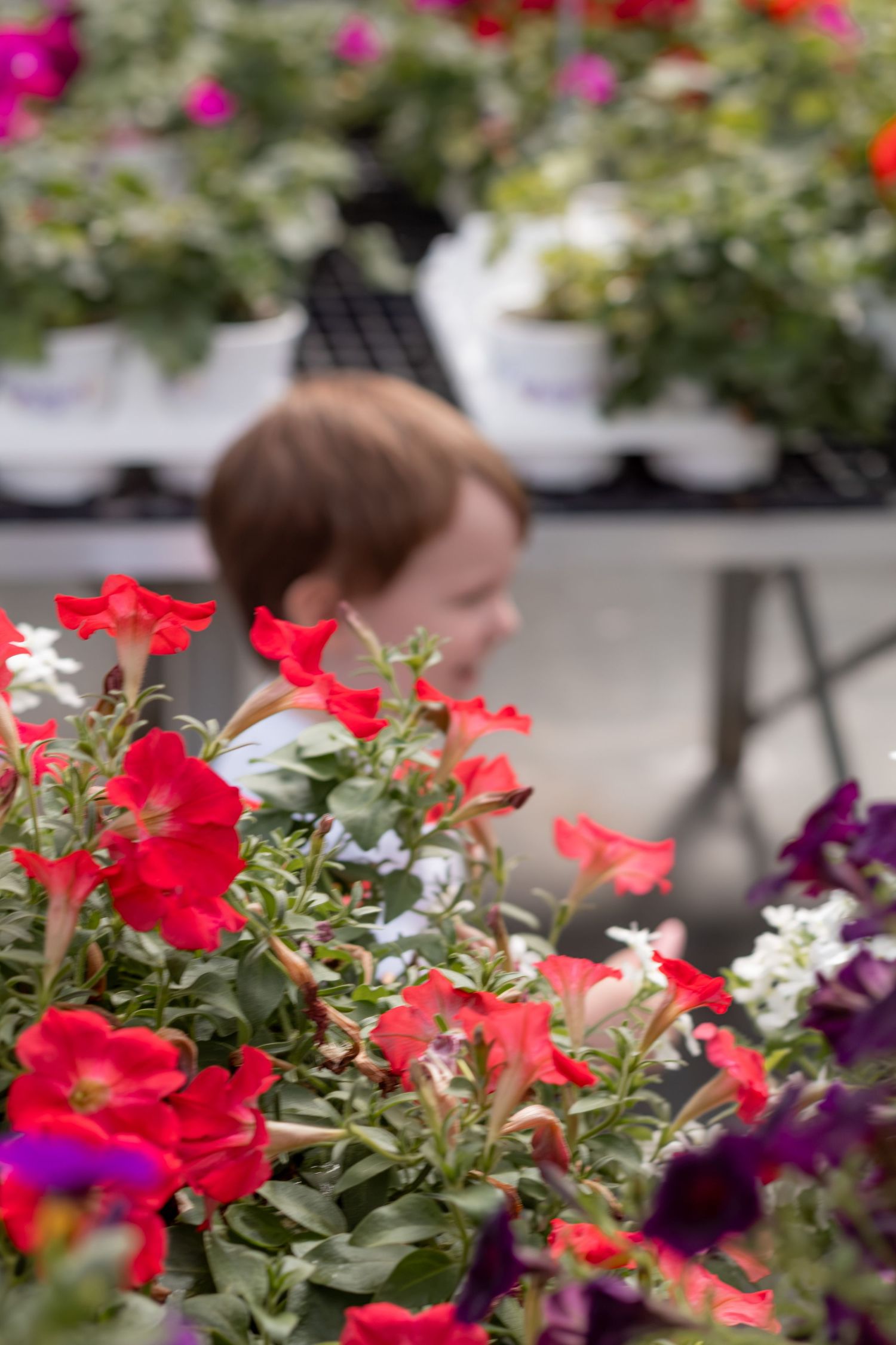 Colorful red and purple petunias in focus at a garden center with a blurred person browsing plants in the background.