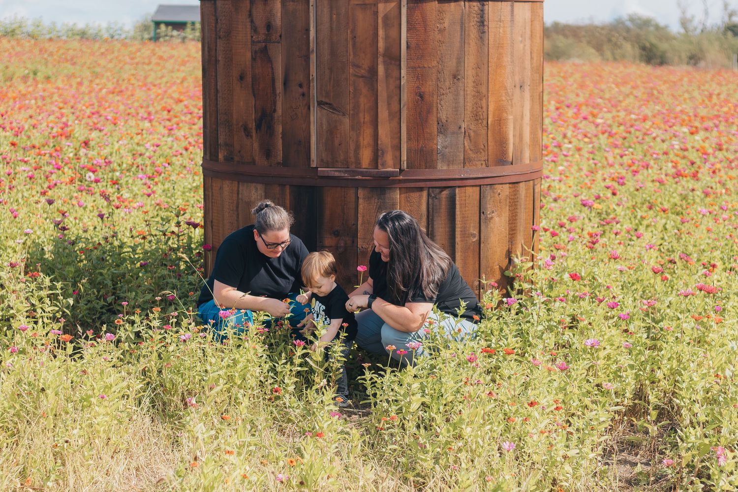 A wooden rustic vintage wine barrel sits in a vibrant field of red poppies and wildflowers during spring.