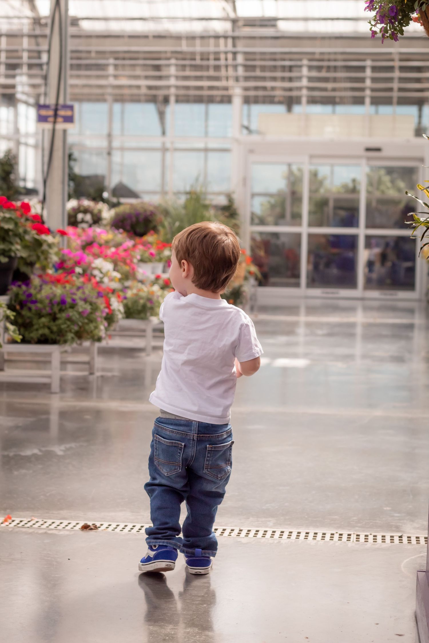 A toddler in white shirt and jeans stands in a flower greenhouse, gazing at colorful blooms near glass doors.