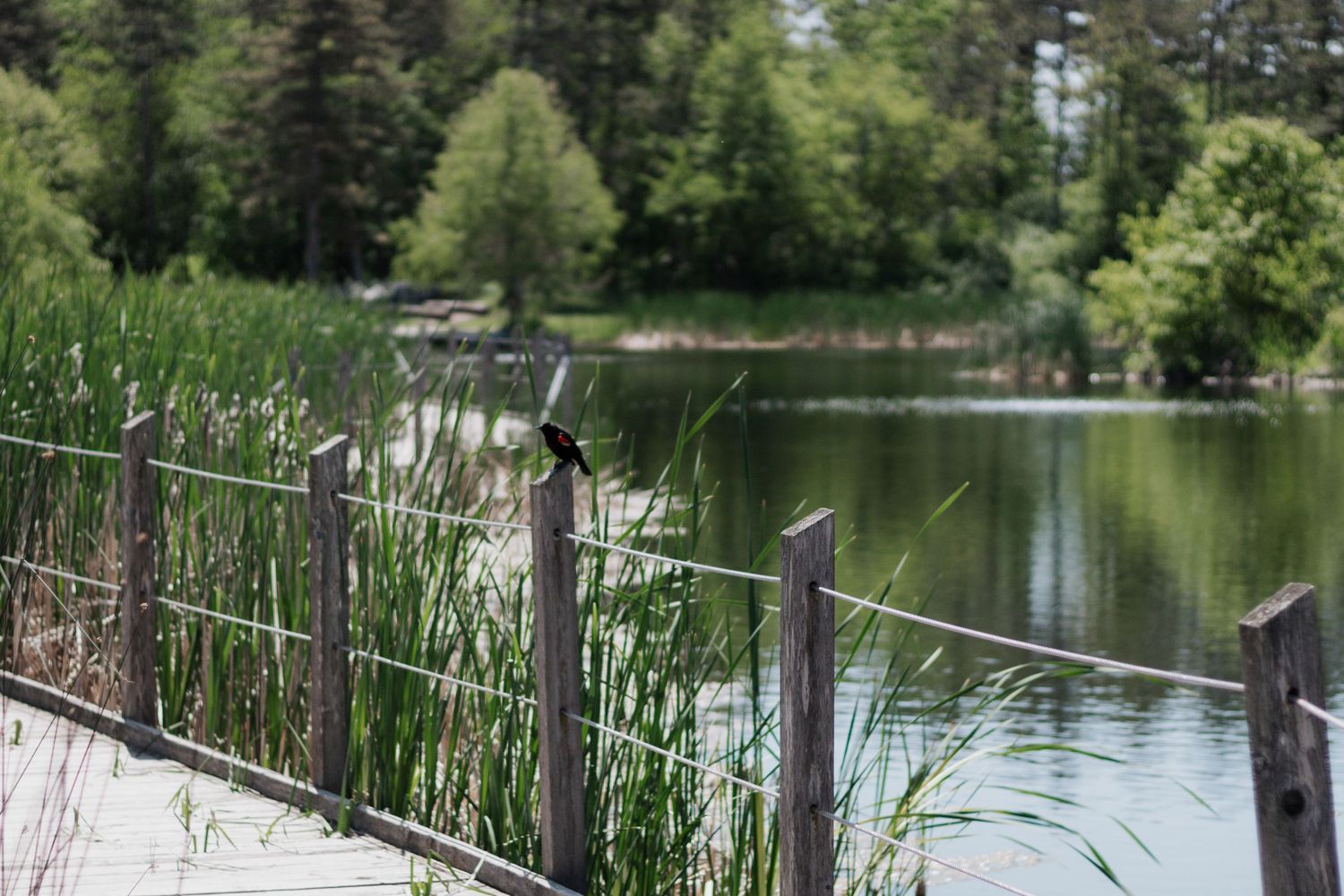 A scenic lake surrounded by lush green trees and tall cattails growing along the tranquil shoreline.