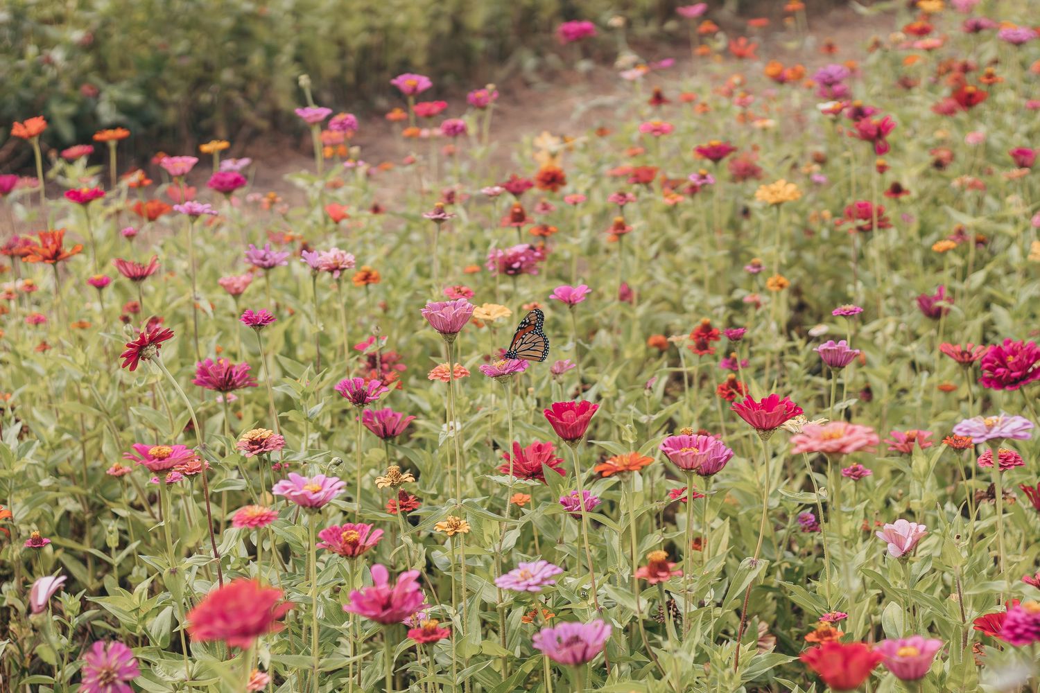 A field of vibrant red and pink cosmos flowers blooming in a meadow on a sunny day.
