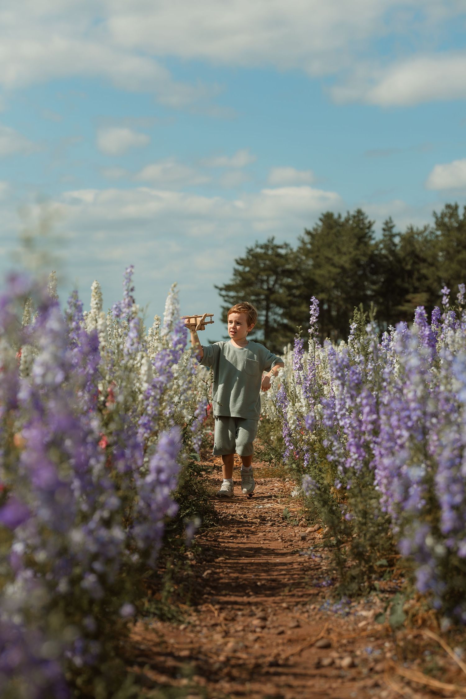 Purple delphinium flowers grow in neat rows along a dirt path under a bright blue summer sky.