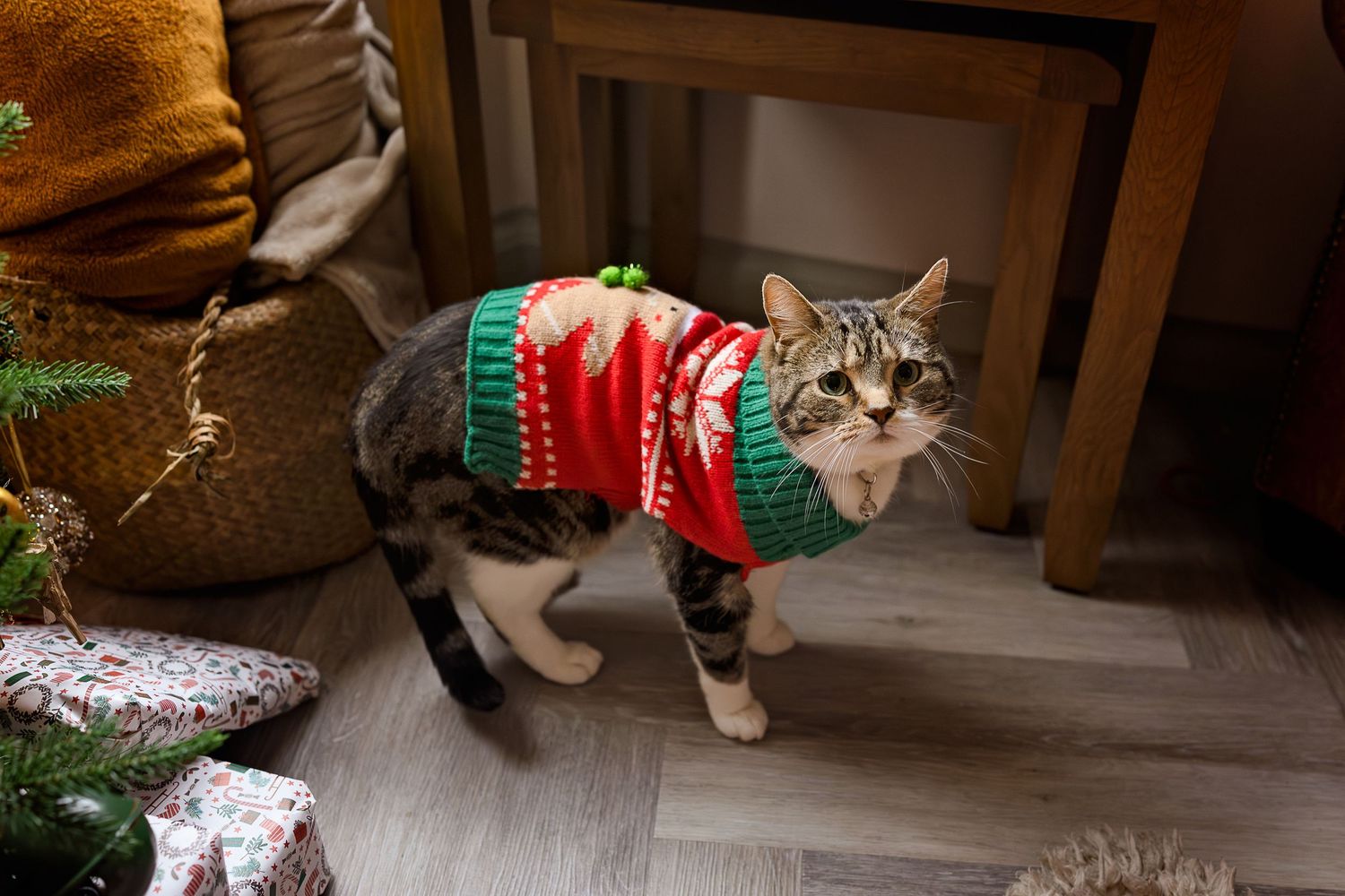 A tabby cat wearing a festive red and green Christmas sweater stands on a hardwood floor near holiday decorations.