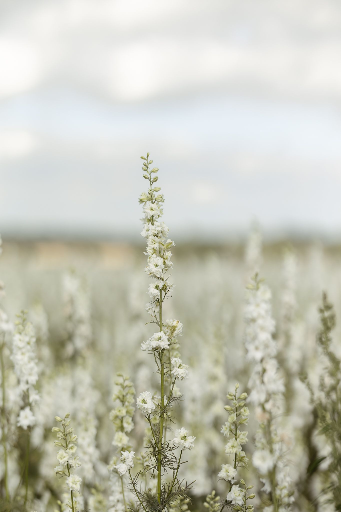 White wildflowers bloom in a serene meadow against a soft, blurred background on a cloudy day.