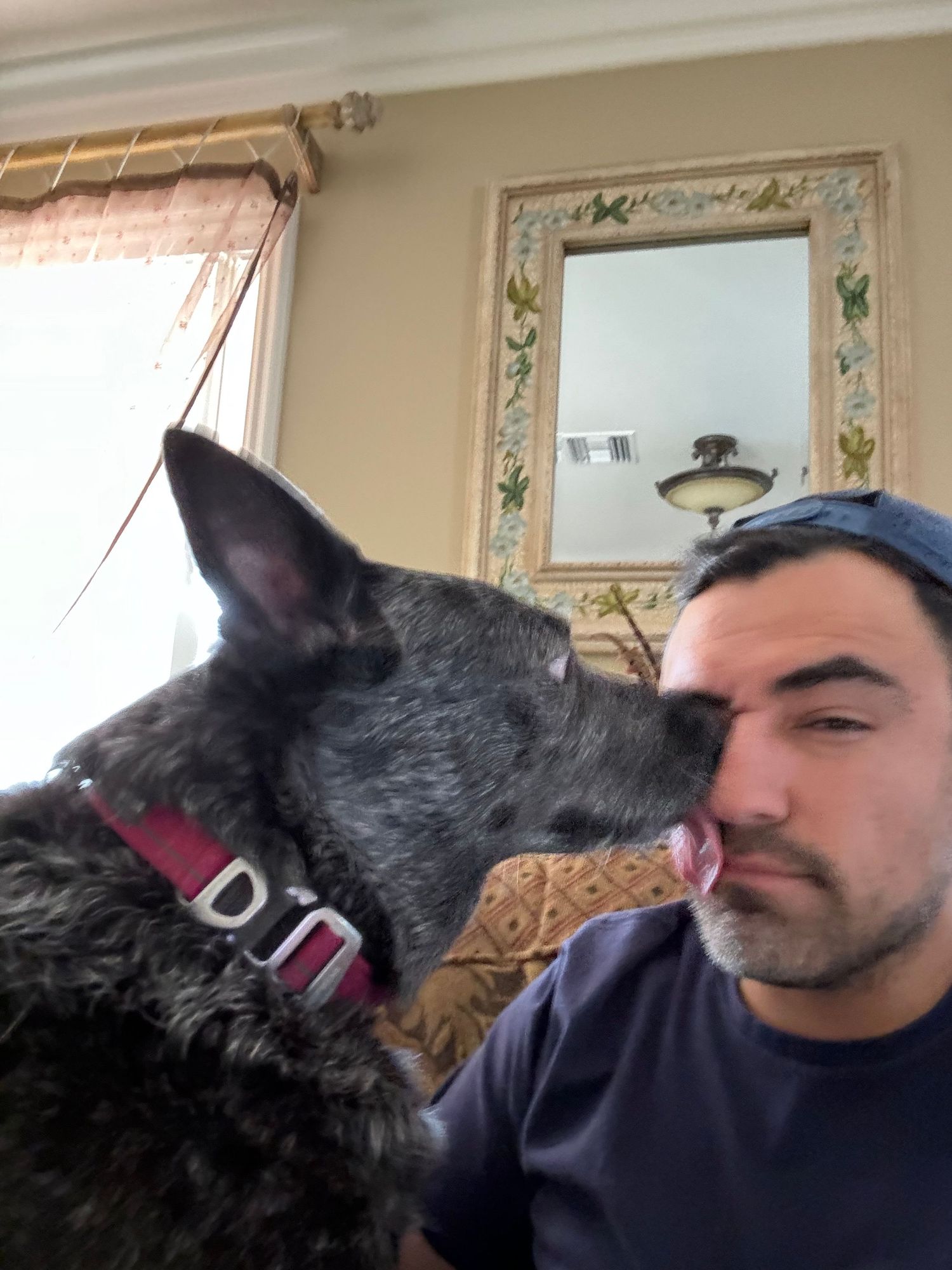 Gray dog licking the face of a bearded man wearing a blue cap indoors at home.