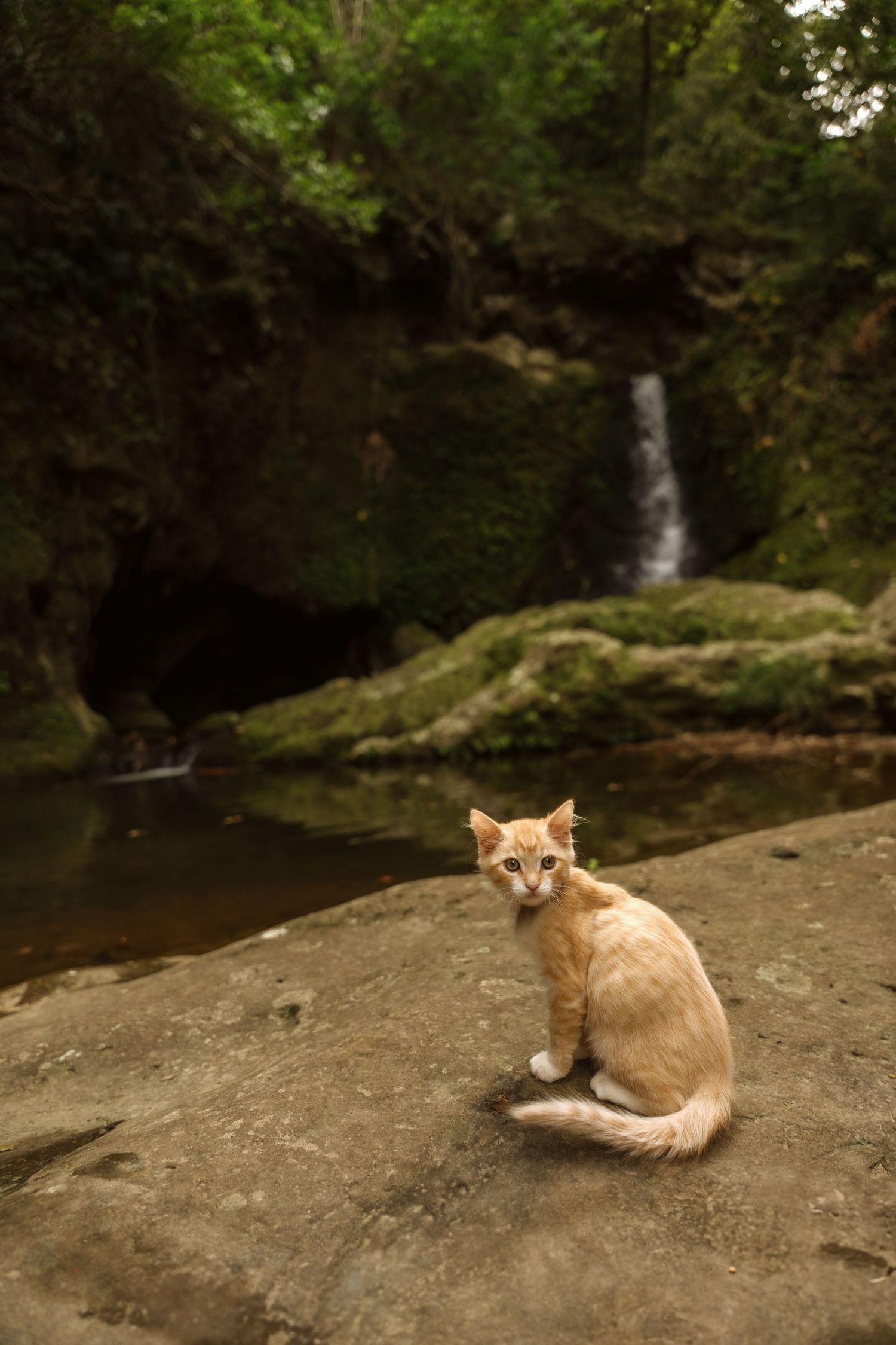 Orange tabby cat resting on large rock near waterfall.