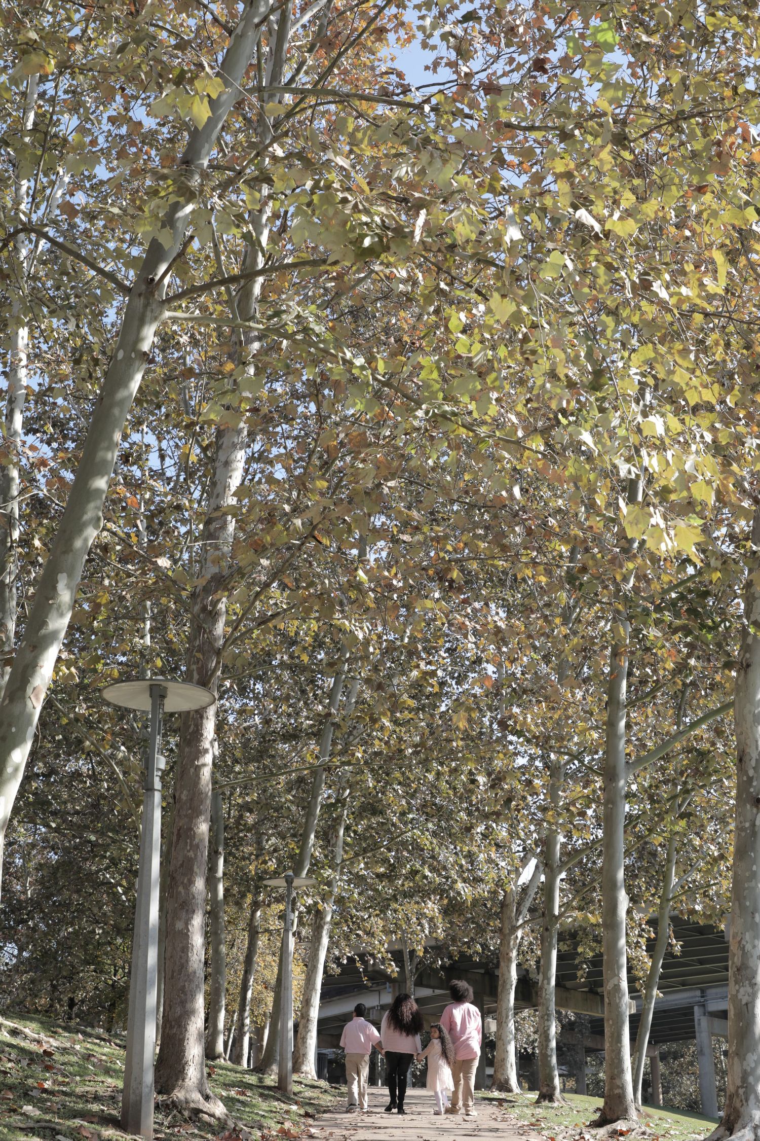 People walking down a tree-lined path with golden autumn foliage overhead.