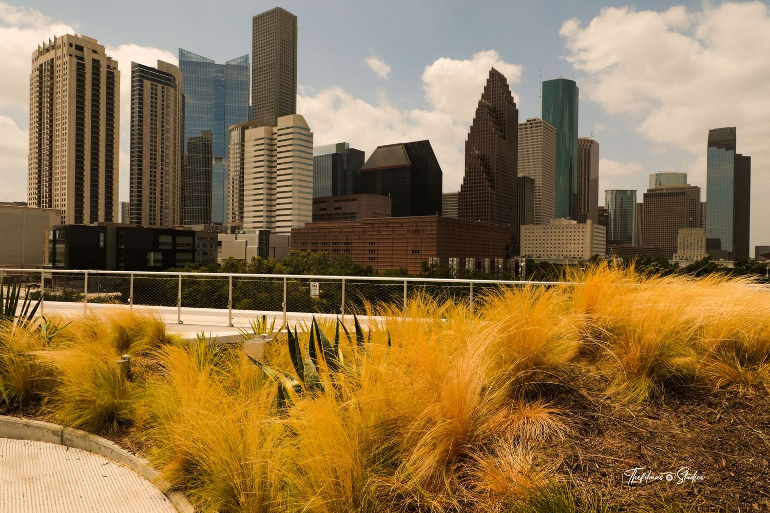 Golden ornamental grasses sway in front of Houston's modern downtown skyline on a sunny day.