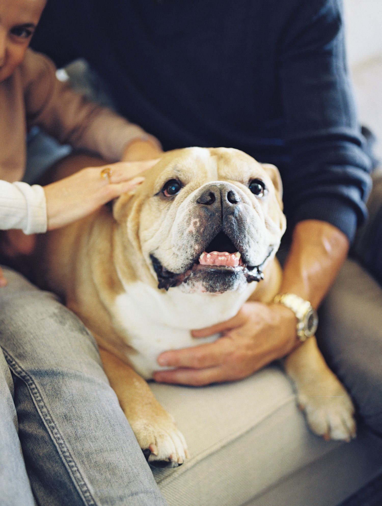 Happy English Bulldog sits between two people on a couch being gently petted by both hands.