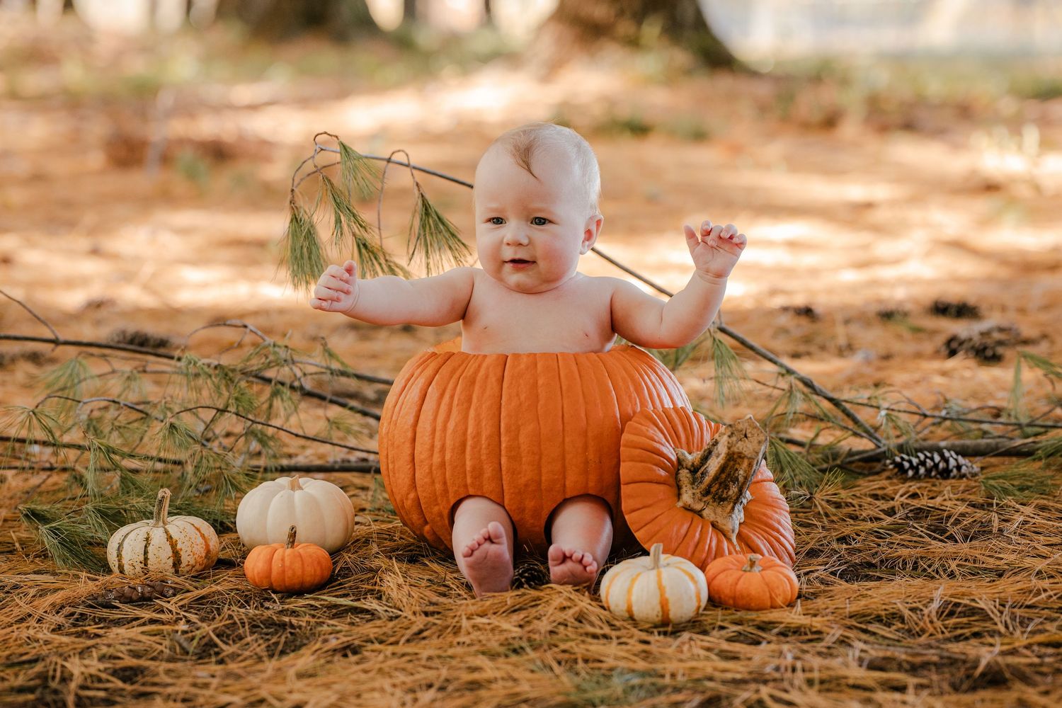 Chubby baby sits inside a hollowed pumpkin surrounded by small pumpkins and pine needles in a fall newborn-style photo shoot.