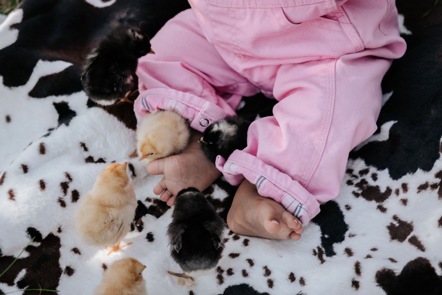 Close view of a baby's bare feet and pink overalls surrounded by tiny yellow and black chicks on a cowhide blanket.