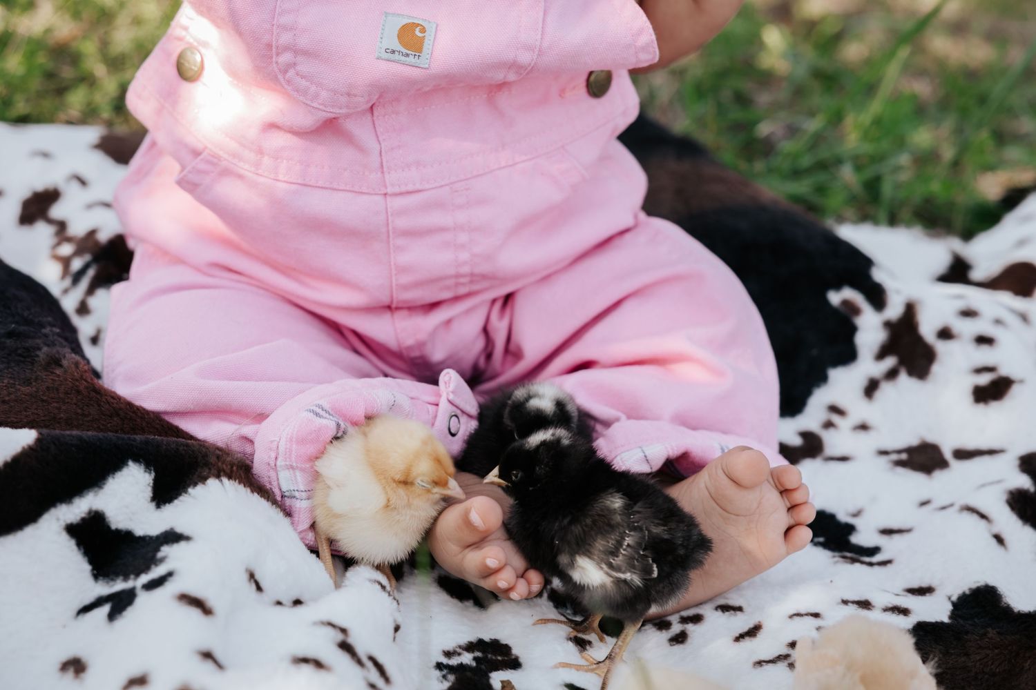 Baby in pink overalls sits on a cowhide print blanket with bare feet touching fluffy newborn chicks in the grass.