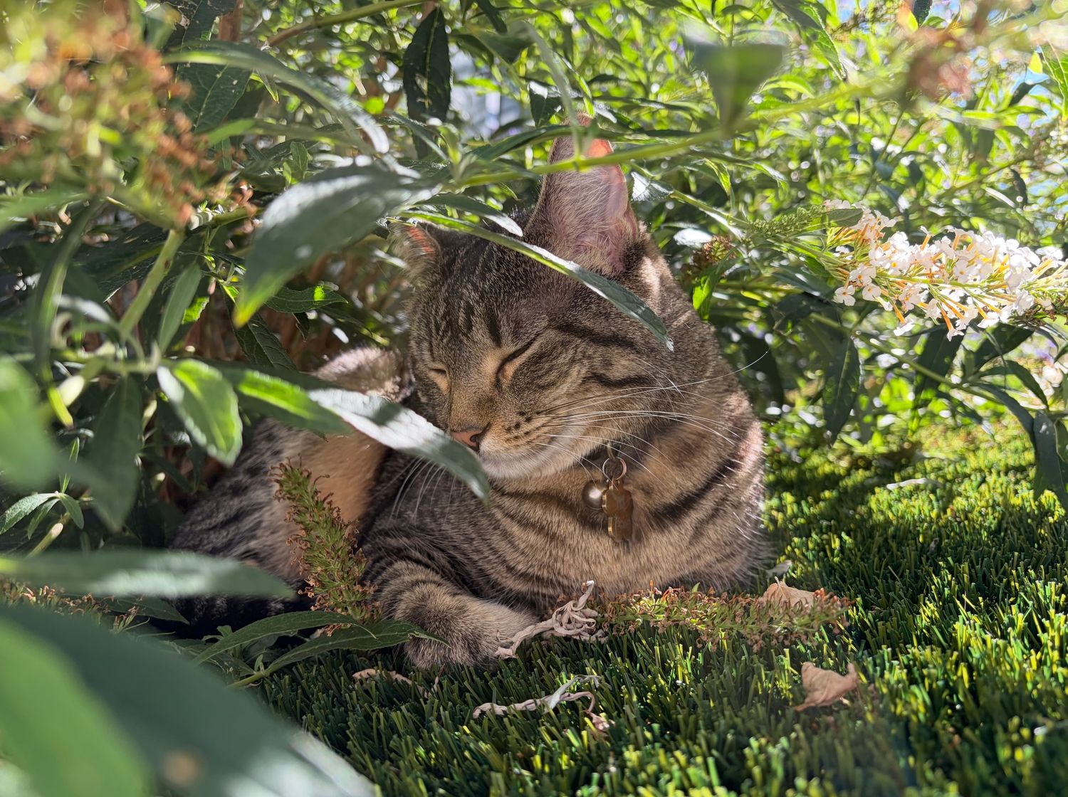 Cat finding shade.