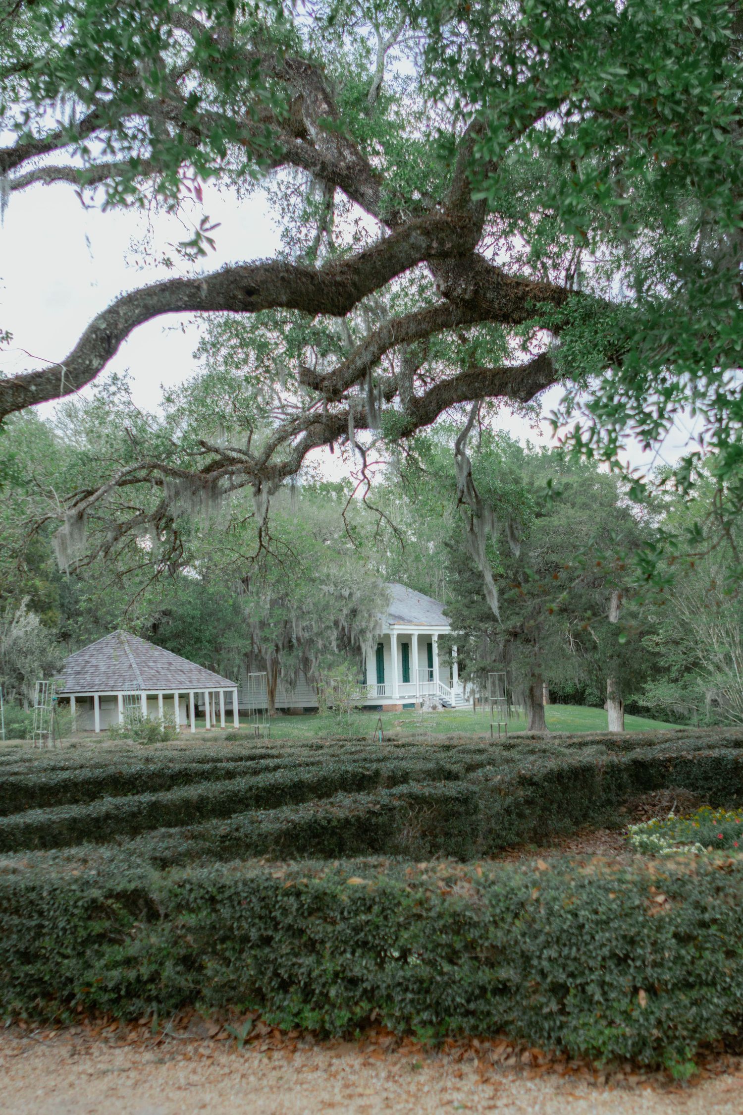 Charming white gazebo and cottage framed by sprawling oak trees in formal garden.