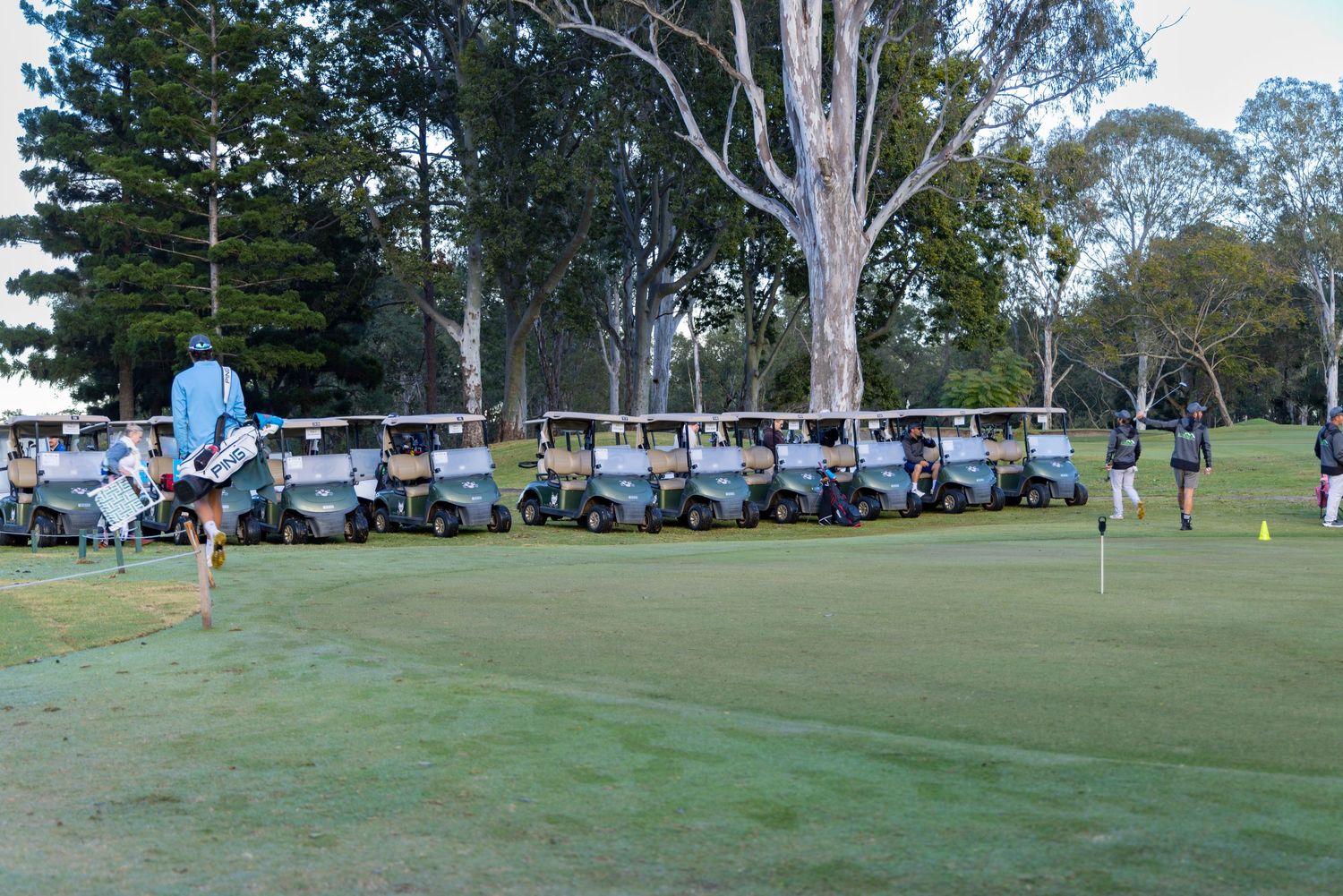 Golf carts lined up on a lush green golf course surrounded by tall eucalyptus trees with players in the background.