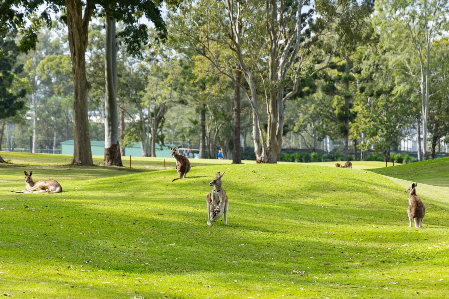 Kangaroos grazing and resting on lush green grass in a park surrounded by tall eucalyptus trees in Australia.