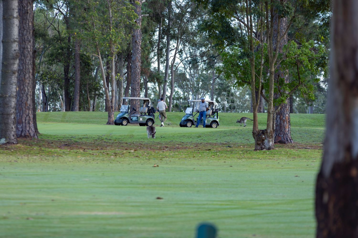 Golf carts parked on a lush green golf course fairway surrounded by tall pine trees.