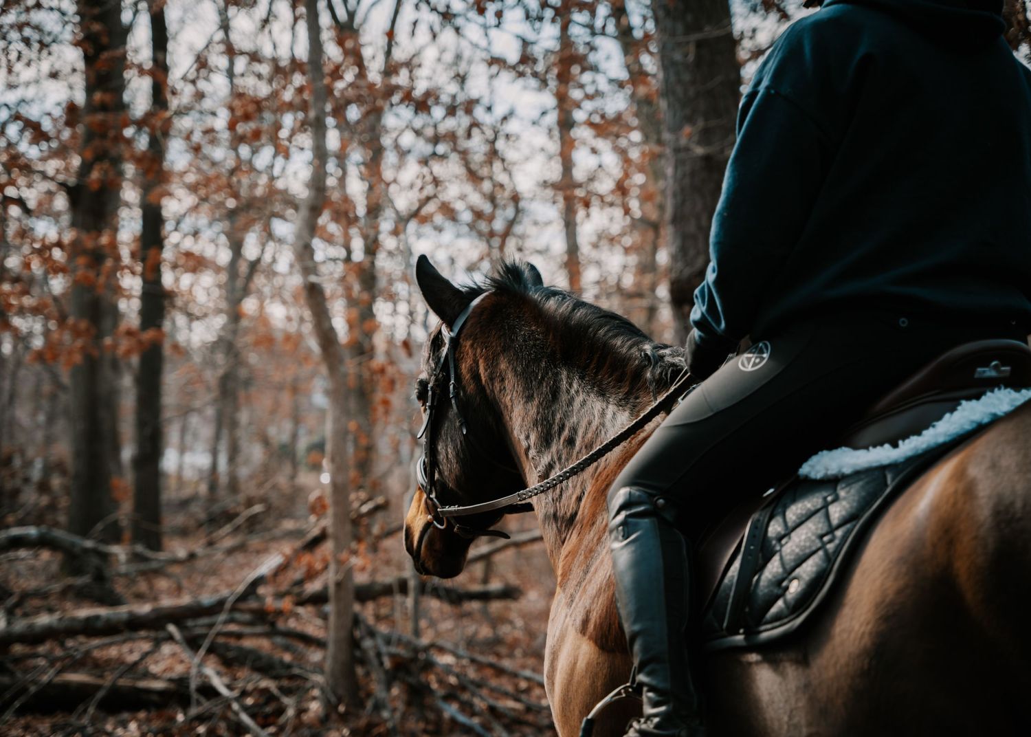 A rider on a dark bay horse trails through an autumn forest with bare trees and fallen leaves.