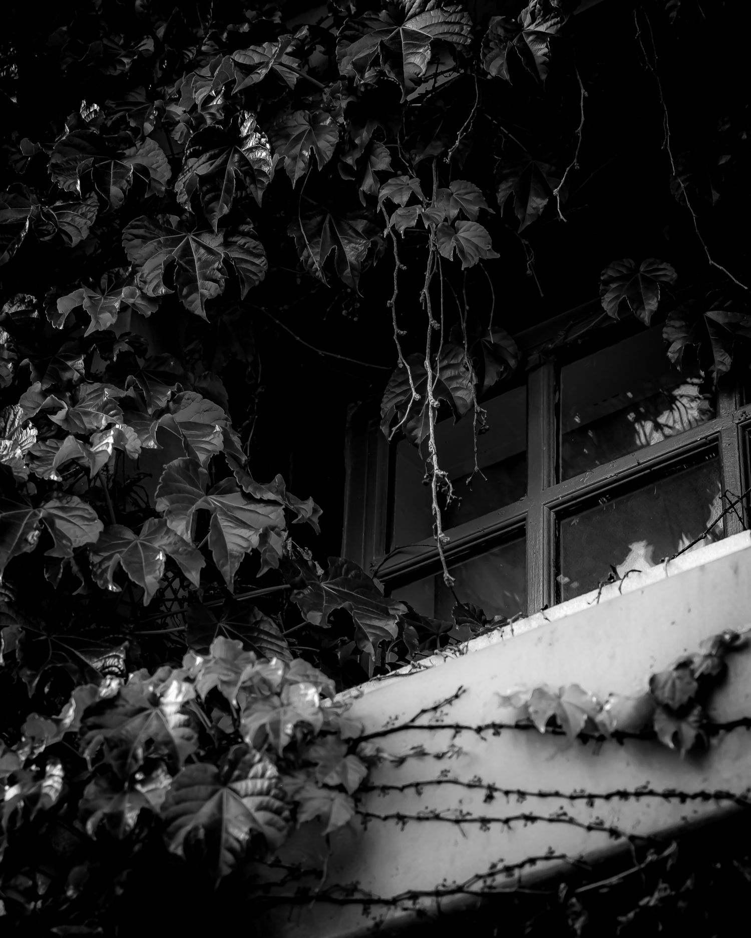 Black and white photo of ivy-covered building exterior with vintage window partially obscured by lush climbing vines.