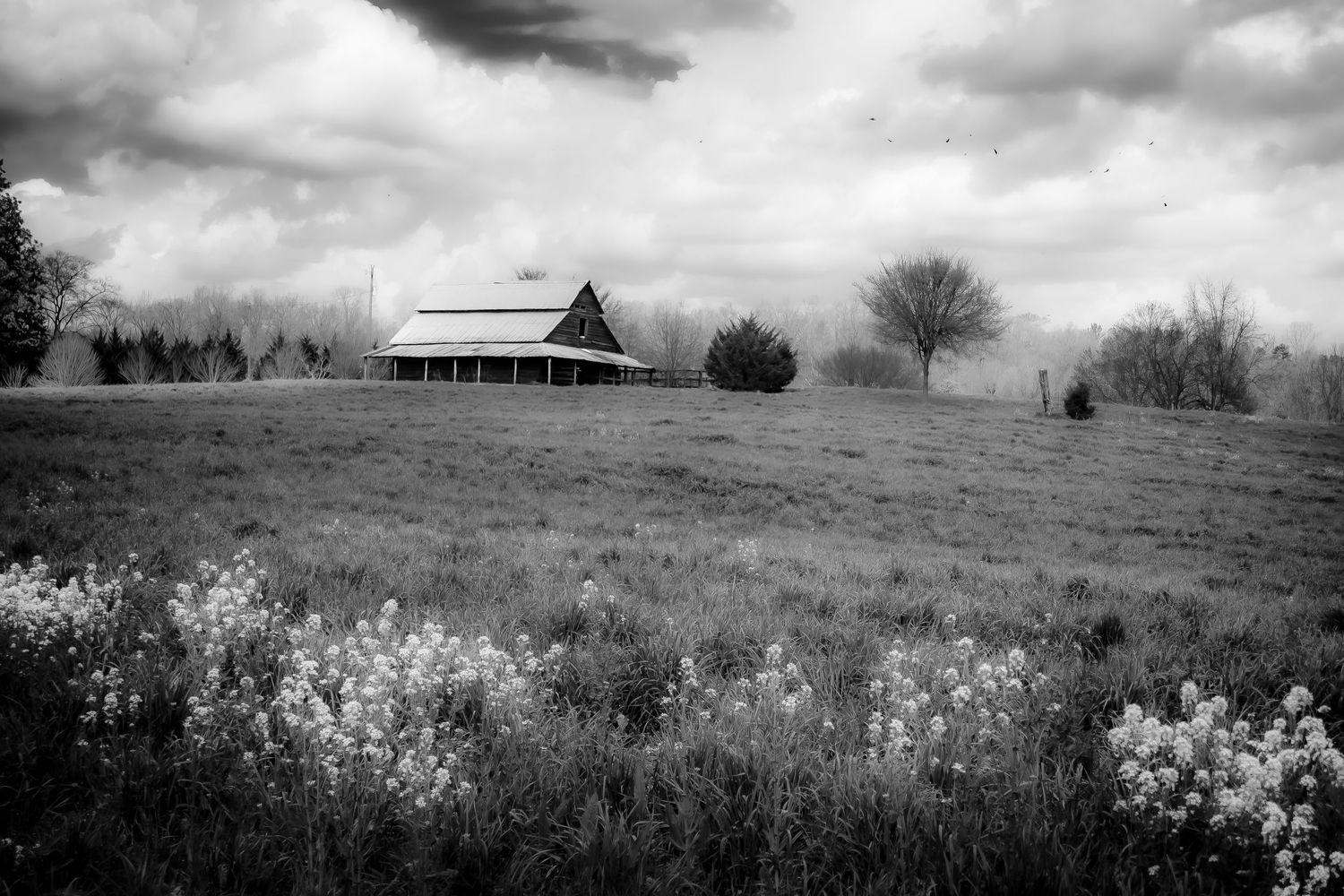 Black and white infrared photo of a barn in a meadow with wildflowers under dramatic cloudy skies.