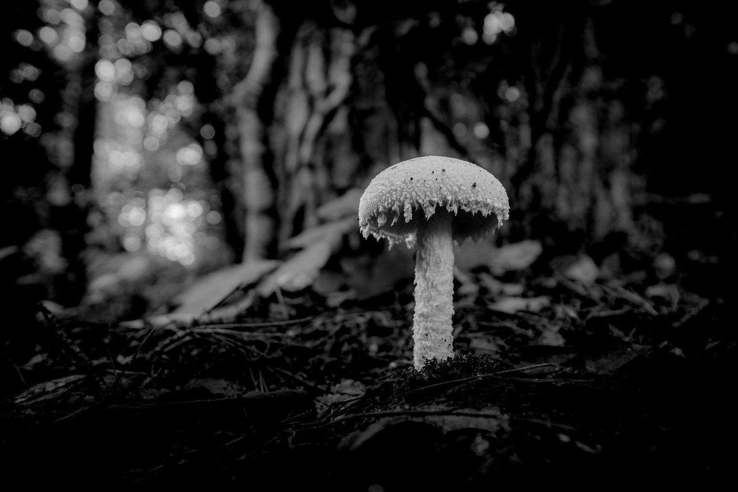 Black and white macro photograph of a lone mushroom growing among fallen leaves in a dark forest.