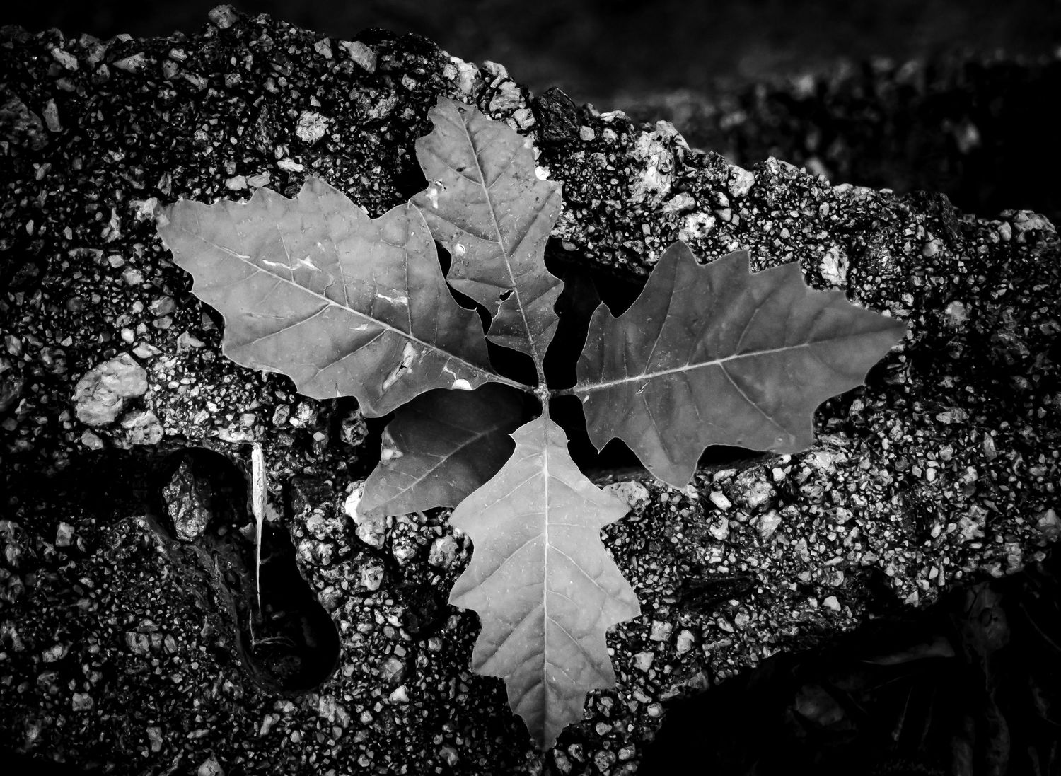 Black and white close-up photo of a lobed oak leaf resting on rocky ground with pebbles.
