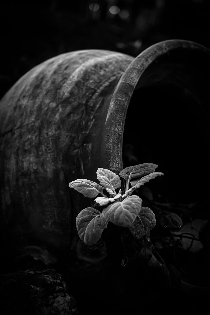 Small green plant growing beside an aged weathered clay pot in dramatic black and white close-up photography.