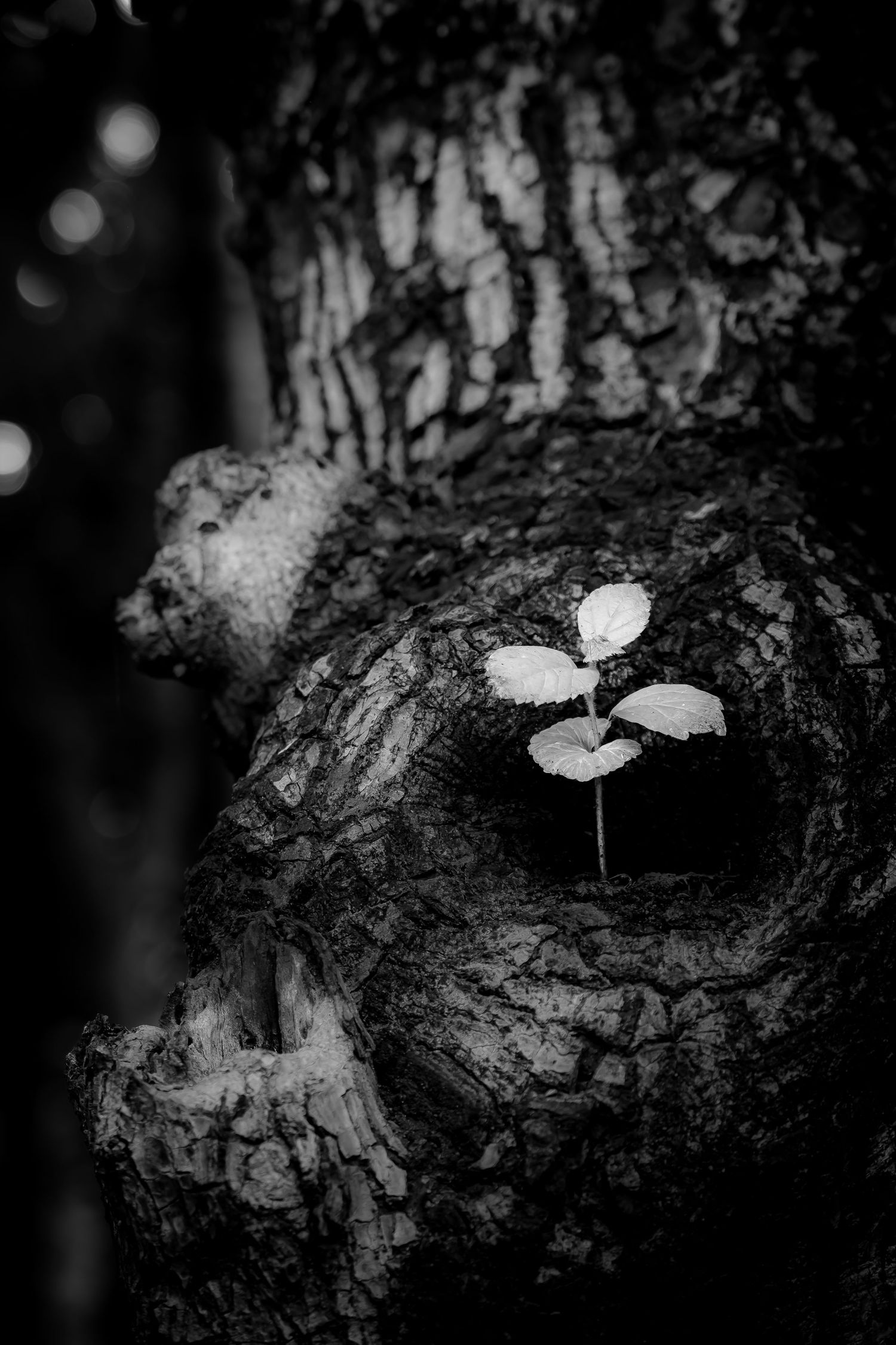 Black and white photo of a small seedling growing from a hollow knot in a textured tree trunk.