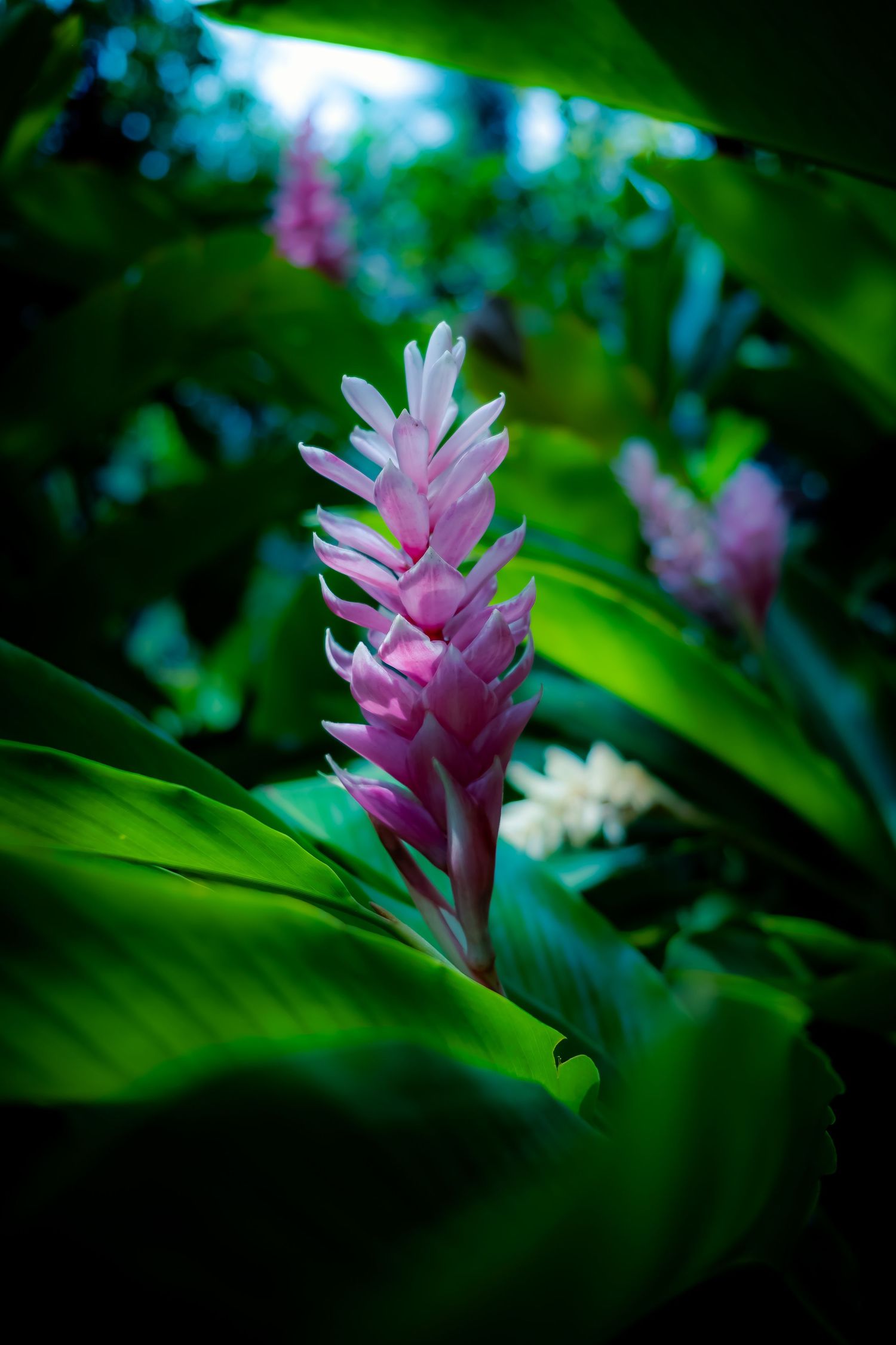 Vibrant pink ginger flower blooming among lush tropical green leaves in a garden setting.