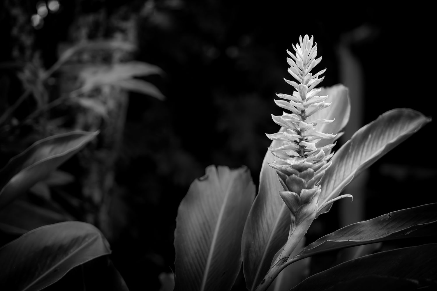 Close-up black and white photo of a white ginger flower bloom with large tropical leaves.