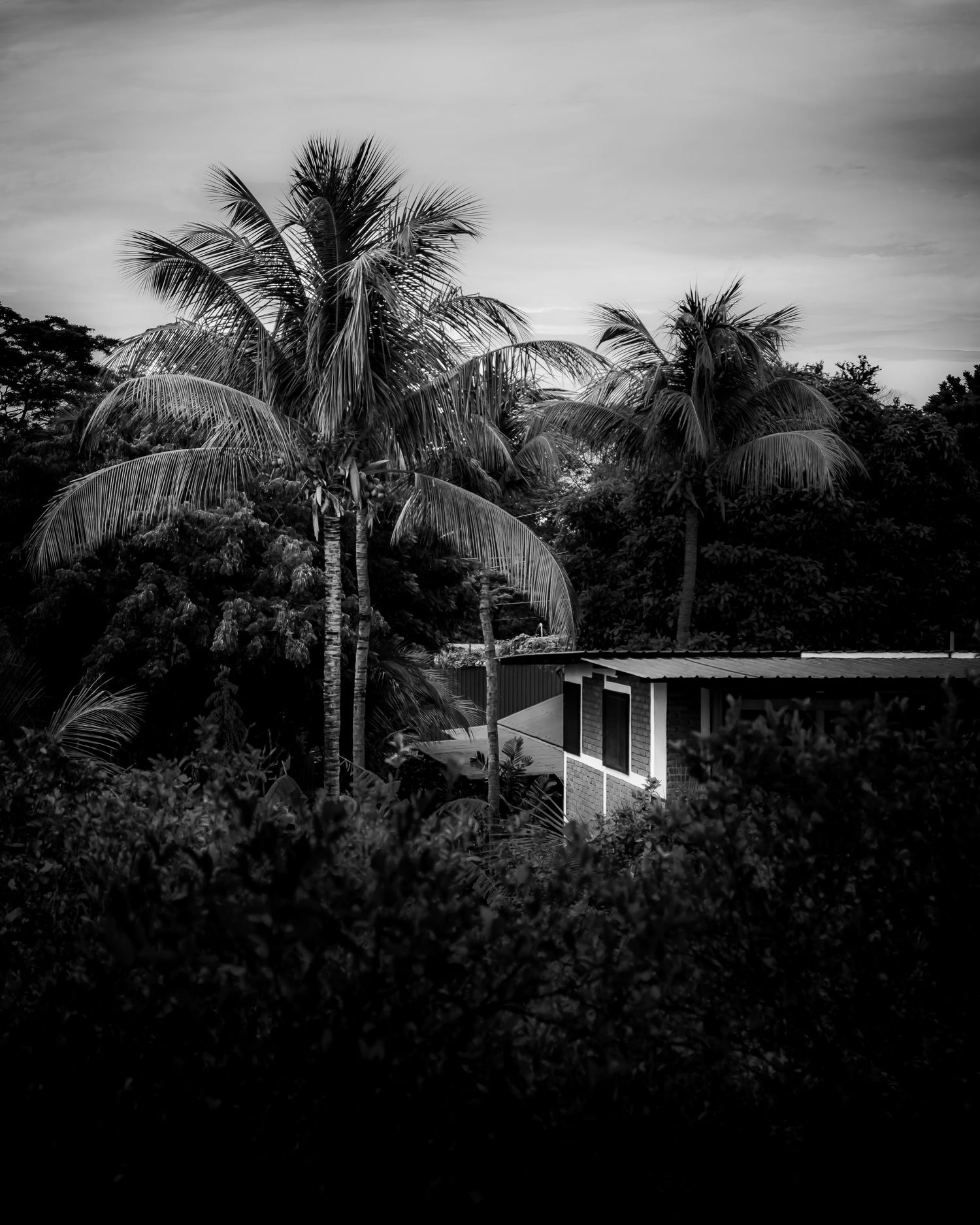 Tropical palm trees tower over a small house in moody black and white landscape photography. Real estate photography. Missions. Travel photo
