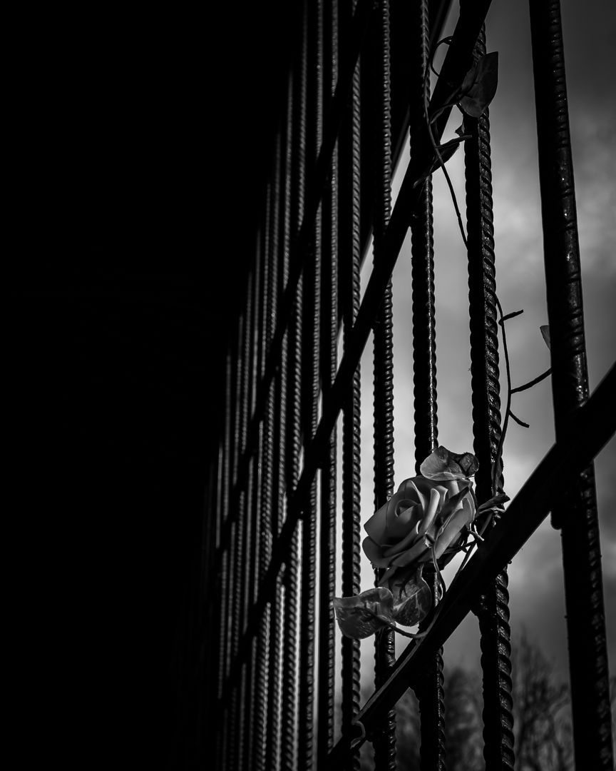 Black and white dramatic photo of a rose resting against metal rebar construction fencing.