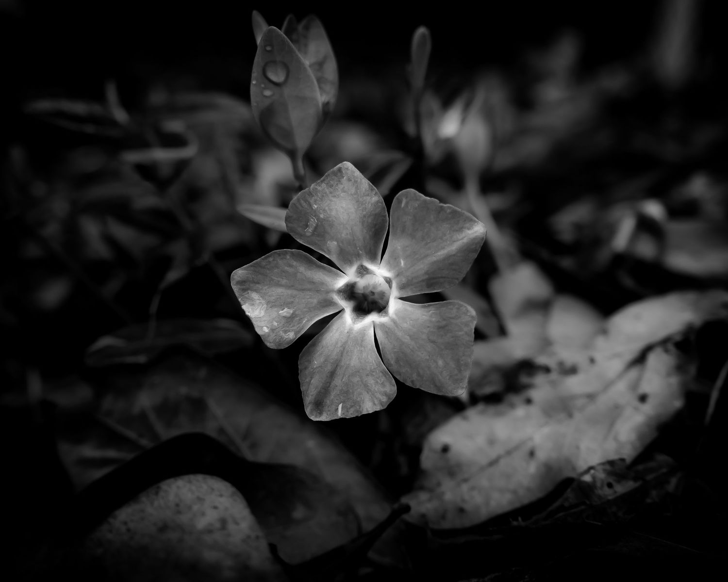 Close-up black and white macro photo of a five-petal flower surrounded by leaves on the ground.