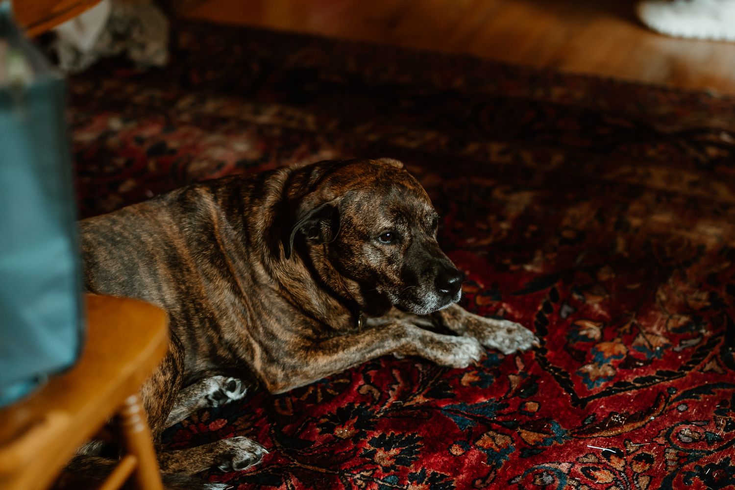 Brindle dog resting on a ornate red patterned rug indoors near a wooden chair.