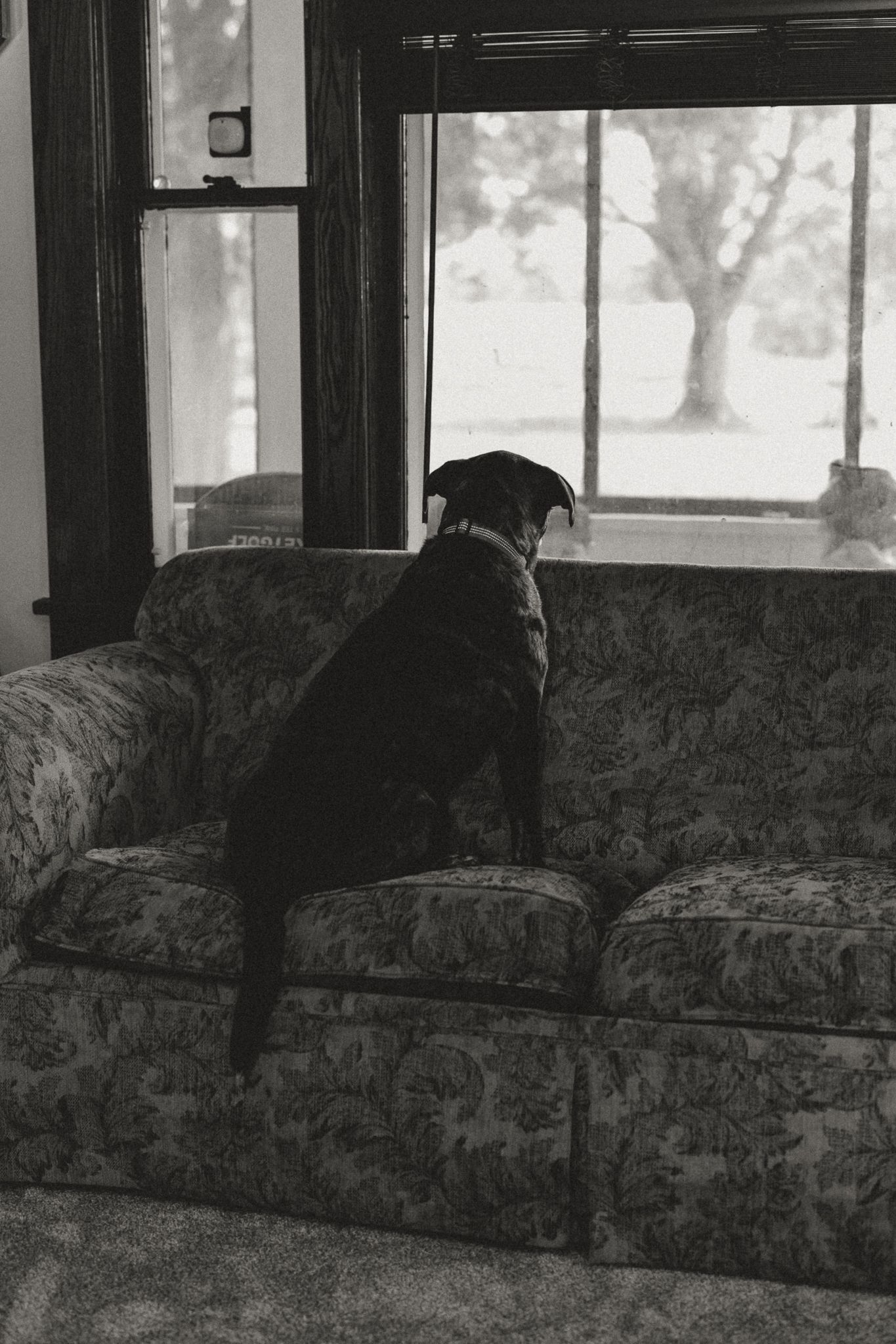 Black dog sitting on floral couch gazing out window in black and white photo.