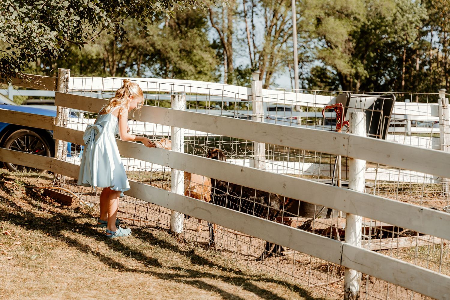Young girl in blue dress feeding animals through a white wooden fence at a sunny farm.