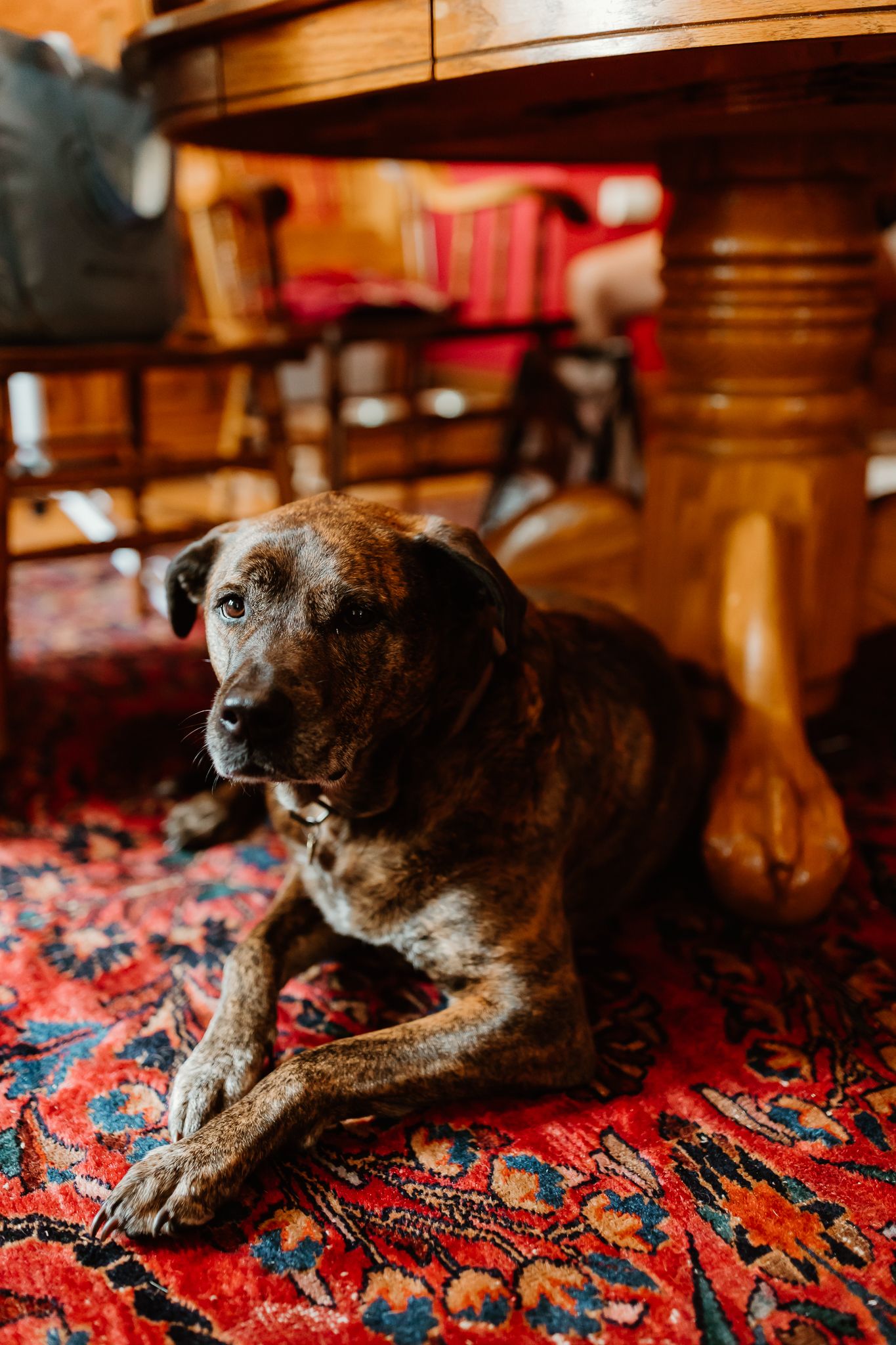 A brindle dog rests on a red Persian rug beneath a wooden dining table in a cozy home interior.