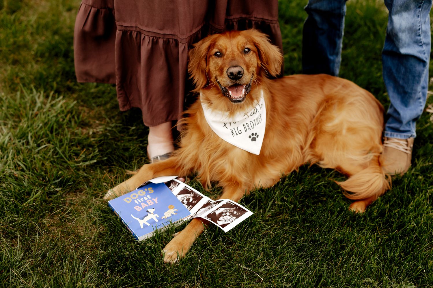Happy golden retriever with bandana lies on grass beside ultrasound photos outdoors.