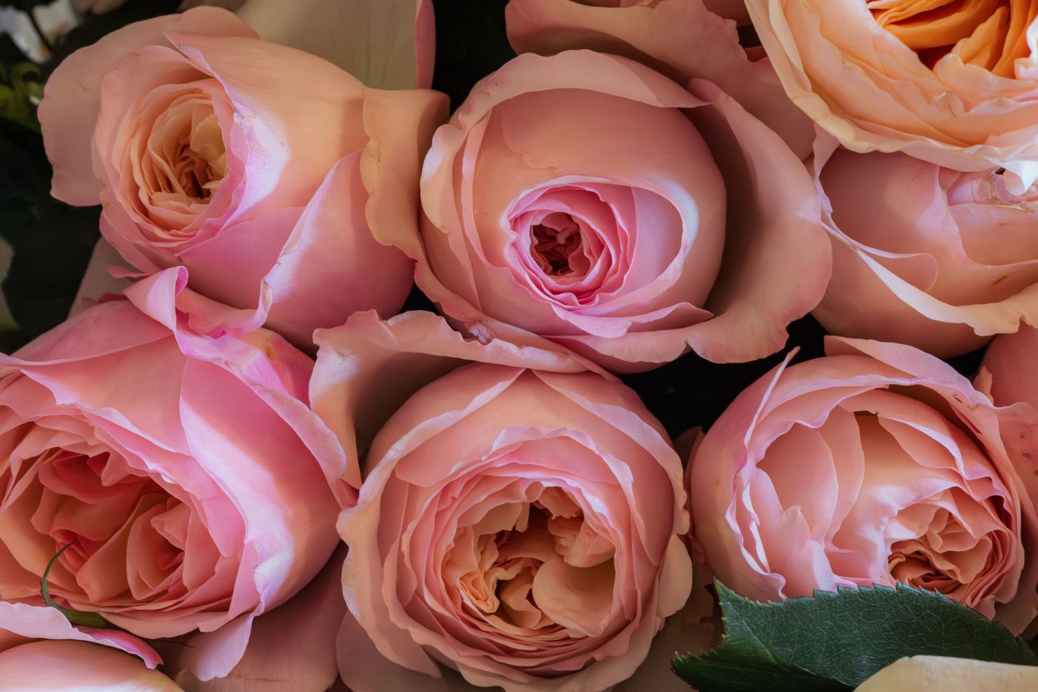 Close-up of beautiful pink roses in full bloom, perfect for romantic bouquets and floral arrangements.